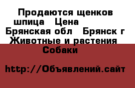 Продаются щенков шпица › Цена ­ 20 000 - Брянская обл., Брянск г. Животные и растения » Собаки   